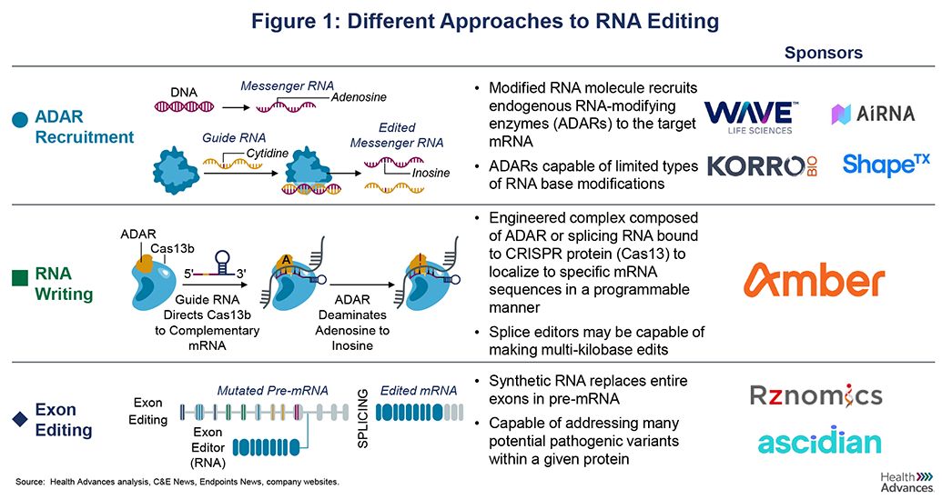 messenger-rna-figure1.png